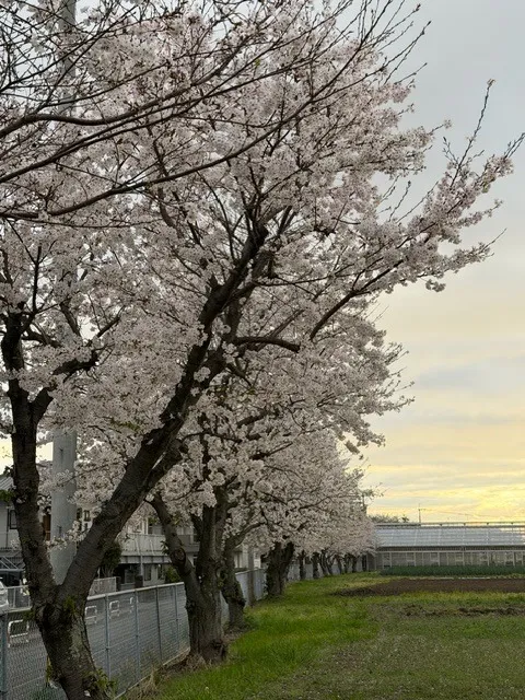探偵 福岡｜浮気調査、調査間における桜の時期